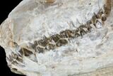 Oreodont (Merycoidodon) Skull - South Dakota #113106-4